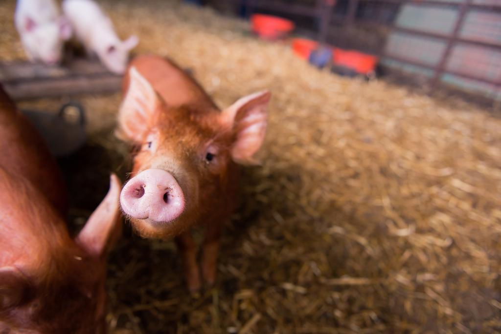 Huntlands Farm Bed & Breakfast ブロムヤード エクステリア 写真