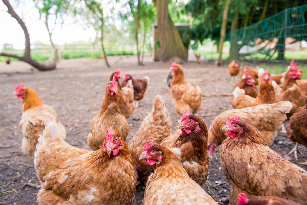 Huntlands Farm Bed & Breakfast ブロムヤード エクステリア 写真