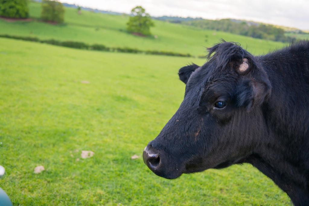 Huntlands Farm Bed & Breakfast ブロムヤード エクステリア 写真