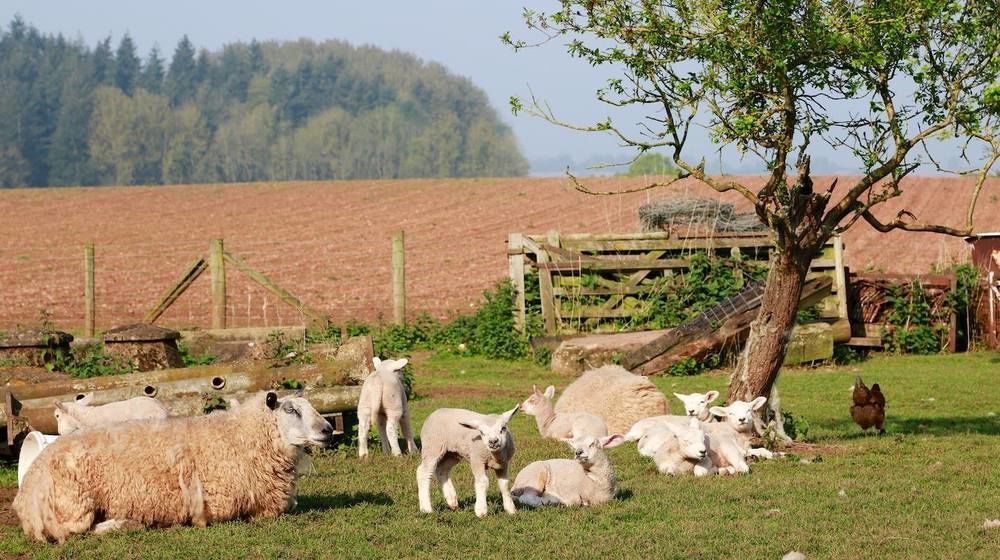 Huntlands Farm Bed & Breakfast ブロムヤード エクステリア 写真